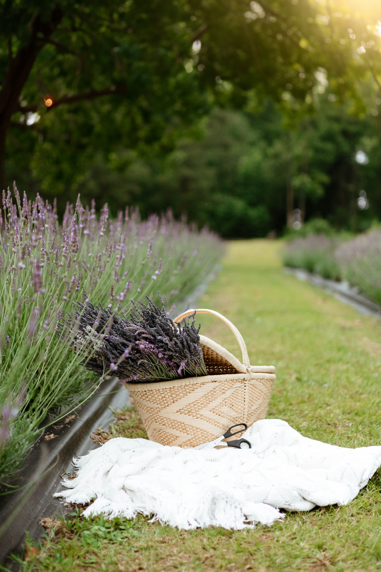 Farm Entrance Ticket for Lazy Fox Lavender Farm